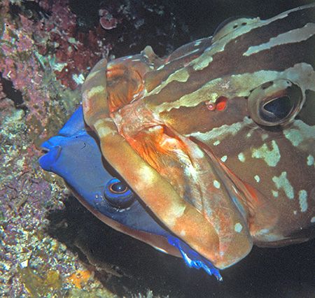 Nassau Grouper trying unsuccessfully to swallow a Blue Ta... by Jim Chambers 
