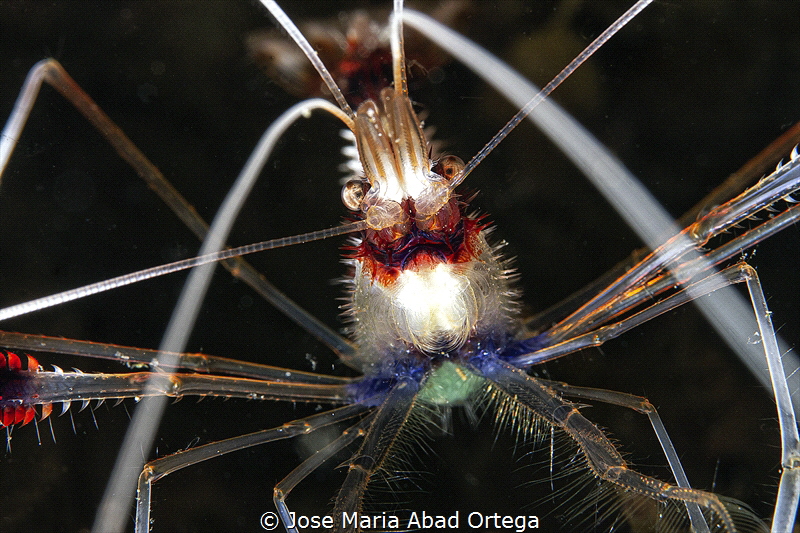 Boxer Shrimp, Stenopus hispidus
Close Up by Jose Maria Abad Ortega 
