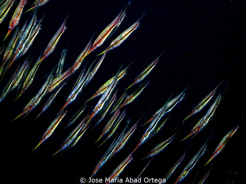 Aeoliscus strigatus school. Also known as the razorfish, ... by Jose Maria Abad Ortega 