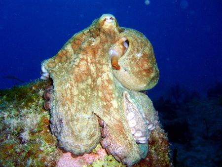 We found this caribbean reef octupus a bit before sunset.... by Carlos Valenzuela 