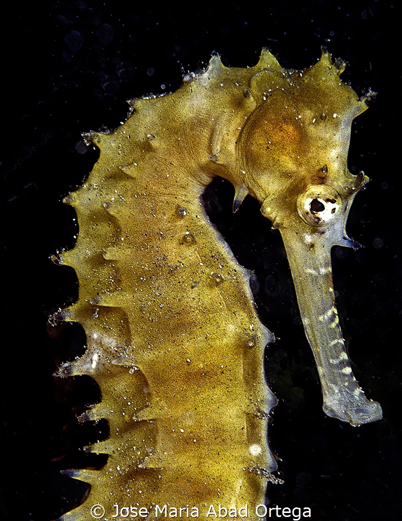 Thorny seahorse (Hippocampus hystrix).
Film Fujifilm Pro... by Jose Maria Abad Ortega 