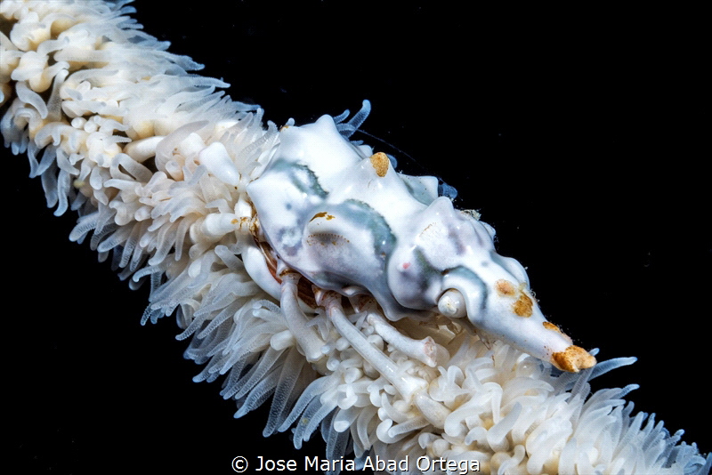 Wire Coral Crab or Xeno Crab (Xenocarcinus tuberculatus) by Jose Maria Abad Ortega 