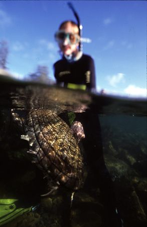Scientist on Wobbegong shark tagging project by Richard Smith 