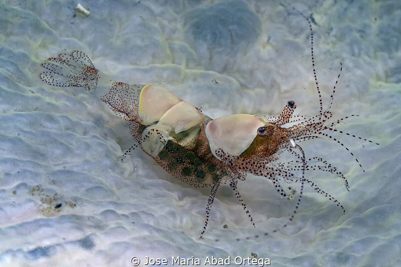 Mushroom coral shrimp Hamopontonia carallicola by Jose Maria Abad Ortega 