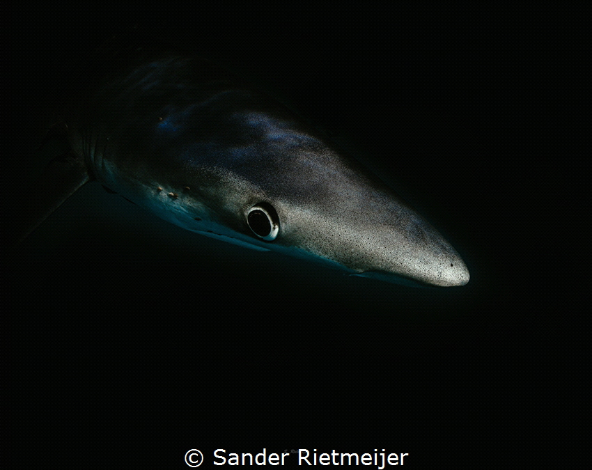 The beautiful skin from a Blue Shark by Sander Rietmeijer 