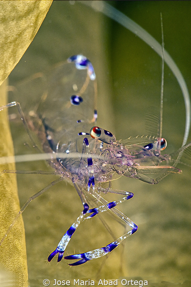 Tiny Sarasvati Anemone Shrimp Periclimenes sagittifer by Jose Maria Abad Ortega 