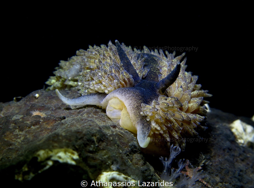 Aeolidia papillosa by Athanassios Lazarides 