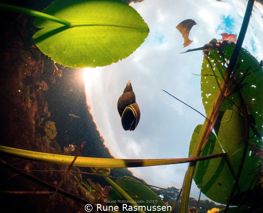 snail pic taken in a swamp in Sweden by Rune Rasmussen 