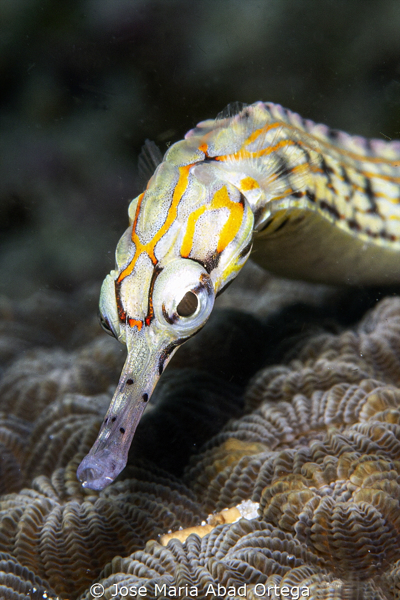Goniobranchus geometricus pipe fish face detail by Jose Maria Abad Ortega 
