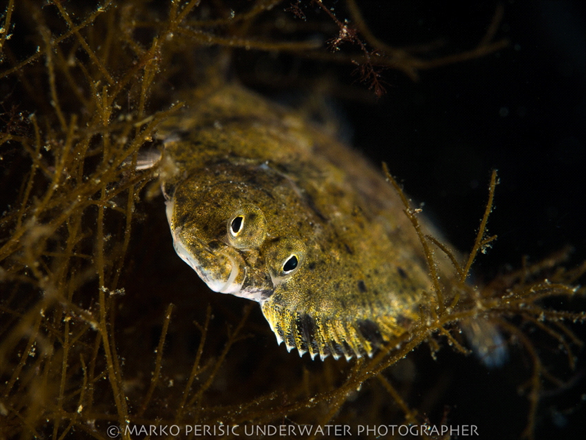 FLOUNDER by Marko Perisic 