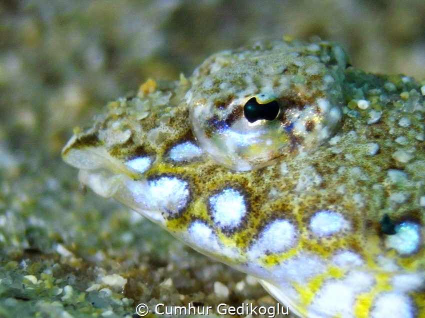 Callionymus pusillus
Sailfin dragonet by Cumhur Gedikoglu 