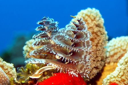 Roatan, Honduras. by Shawn Jackson 