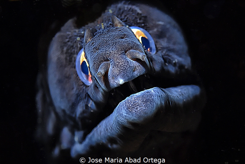 Muraena augusti moray eel found north of the eastern Cent... by Jose Maria Abad Ortega 