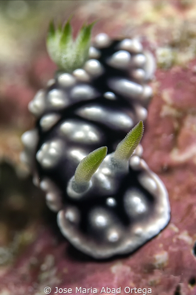 Goniobranchus geometricus nudibranch by Jose Maria Abad Ortega 