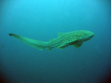 Leopard shark, Koh Phi Phi, Thailand. Taken with Canon A95 by Katie Dann 