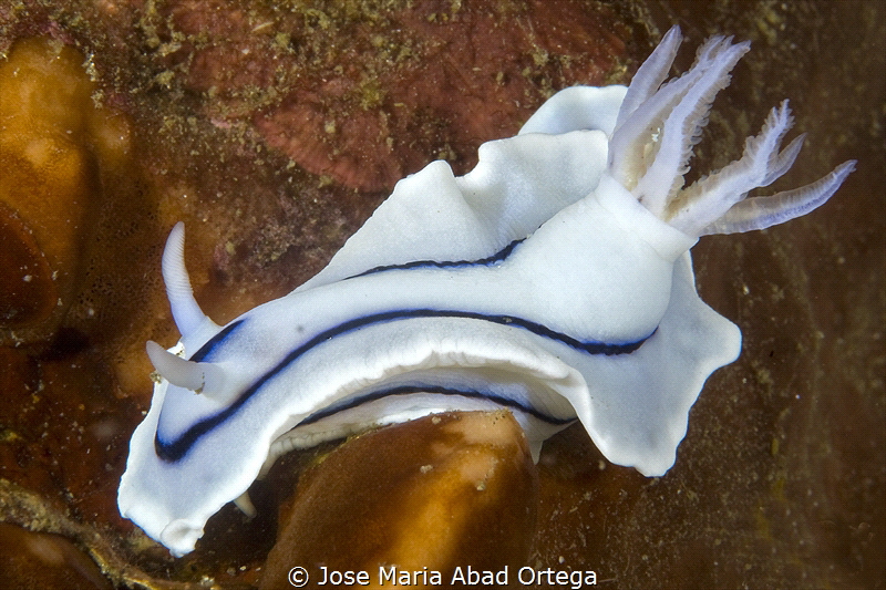 Chromodoris sp. nudibranch by Jose Maria Abad Ortega 