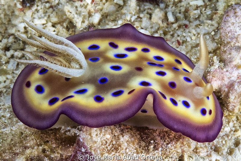 Goniobranchus kunei nudibranch by Jose Maria Abad Ortega 