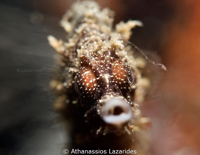 Hippocampus fuscus by Athanassios Lazarides 