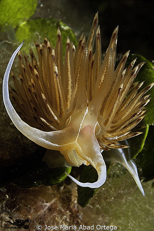 Dondice banyulensis or Godiba banyulensis by Jose Maria Abad Ortega 