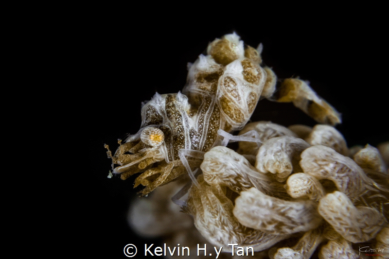 Humback shrimp with parasite by Kelvin H.y Tan 
