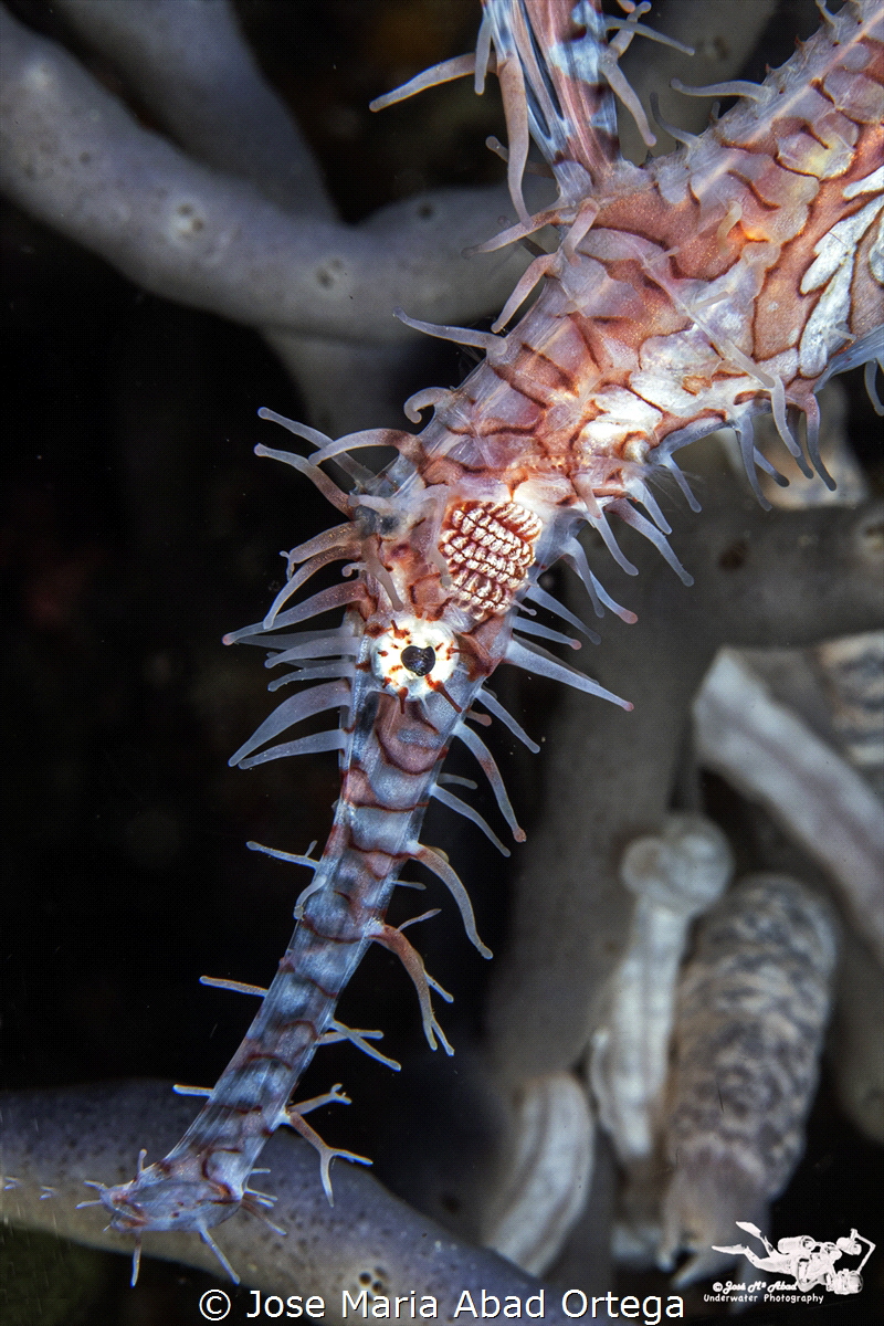 Ornate ghost pipefish or harlequin ghost pipefish, Soleno... by Jose Maria Abad Ortega 