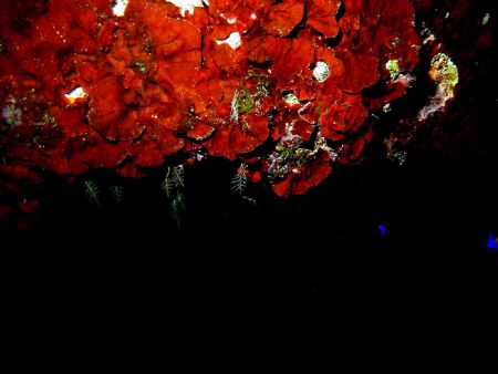 Roses are red. Damsels are Blue.
 by Peter Foulds 