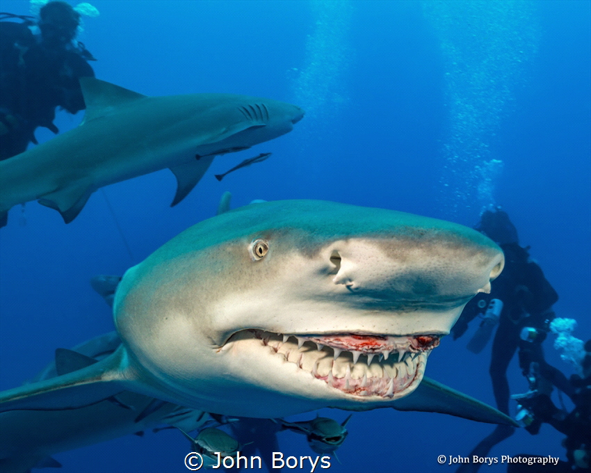 SAY CHEESE by John Borys 