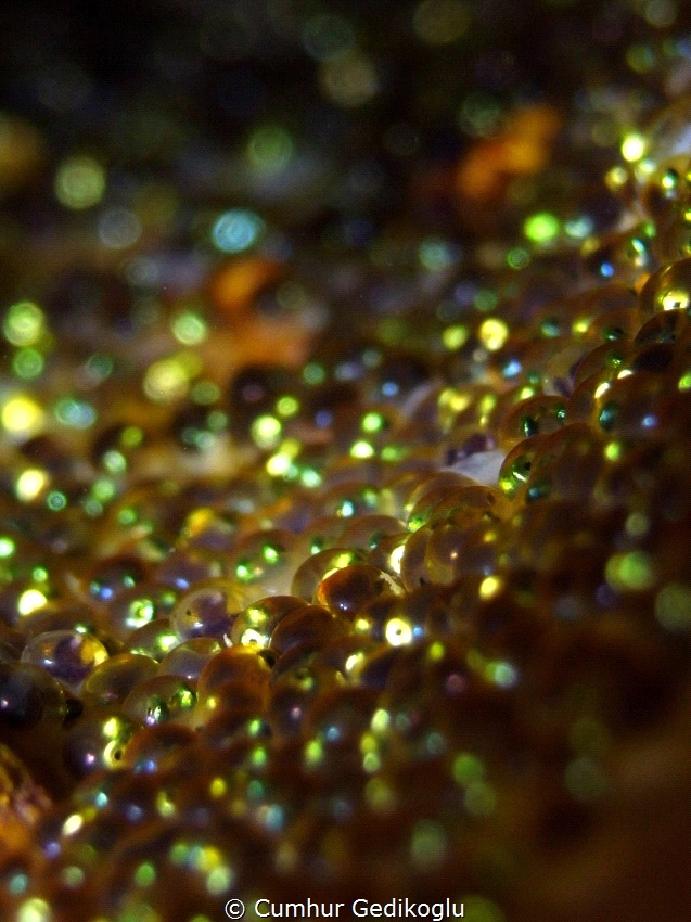 Eggs of the Parablennius gattorugine
Juvenile Bokeh by Cumhur Gedikoglu 
