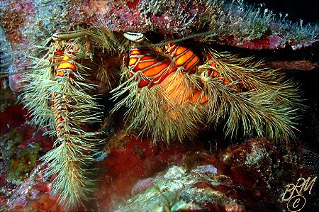 This little hairy Hermit could do with a trim!.........Ni... by Brian Mayes 