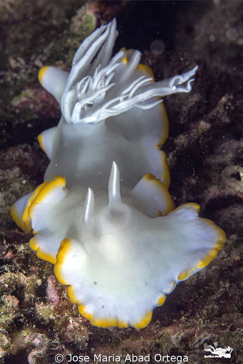 Ardeadoris egretta by Jose Maria Abad Ortega 