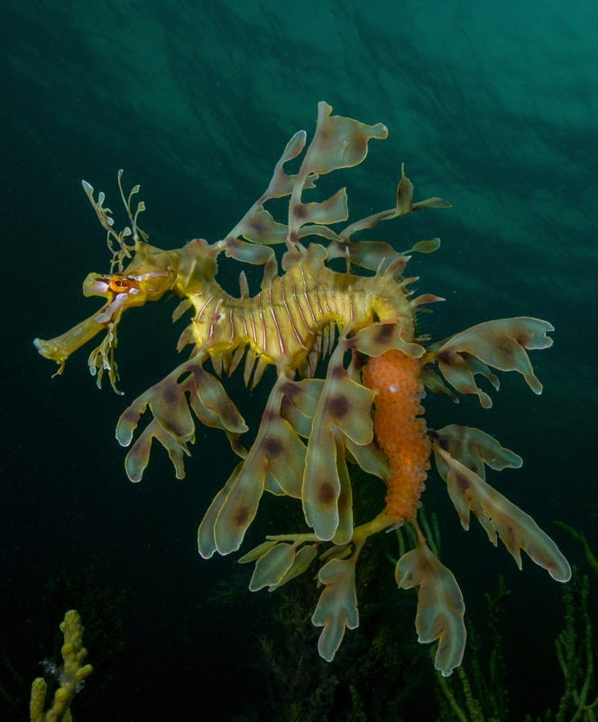 Leafy Seadragon (Phycodurus eques) by Charles Wright 