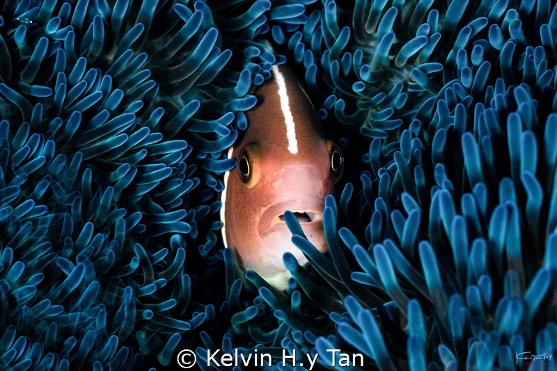 Nemo portrait by Kelvin H.y Tan 