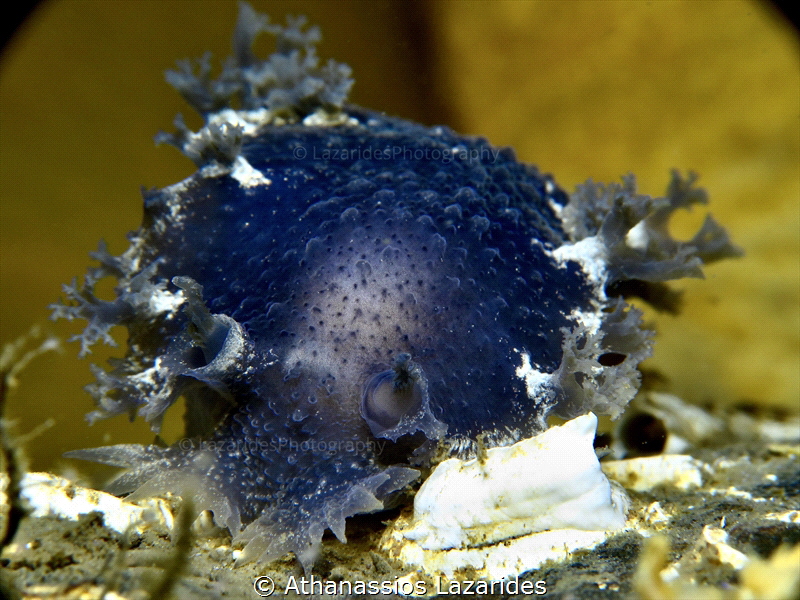 Beautiful blue coloured Tritonia hombergii by Athanassios Lazarides 