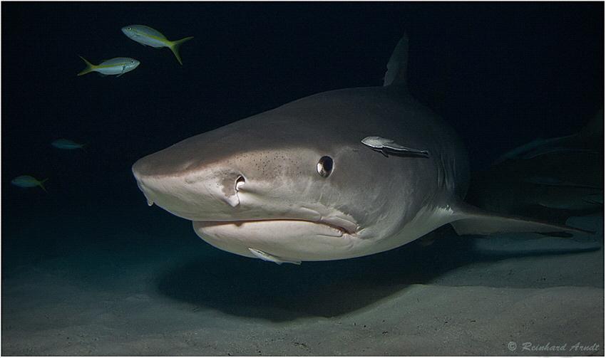 Tigershark (Galeocerdo cuvier), Tiger Beach, Bahamas by Reinhard Arndt 