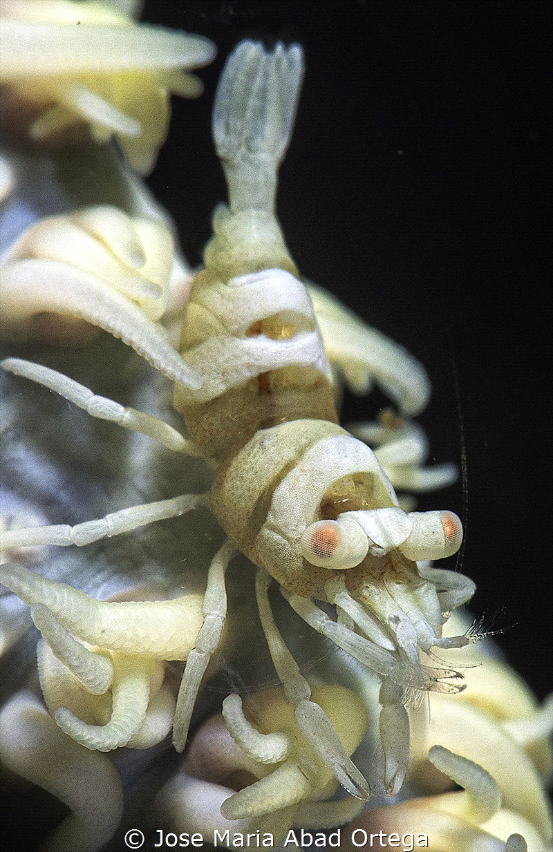 Pontonides unciger on whip coral by Jose Maria Abad Ortega 