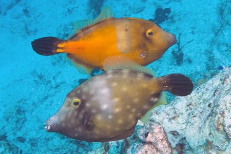 Double file in Cozumel. Fuji Finepix S2, dual SB-105 stro... by Stuart Spechler 