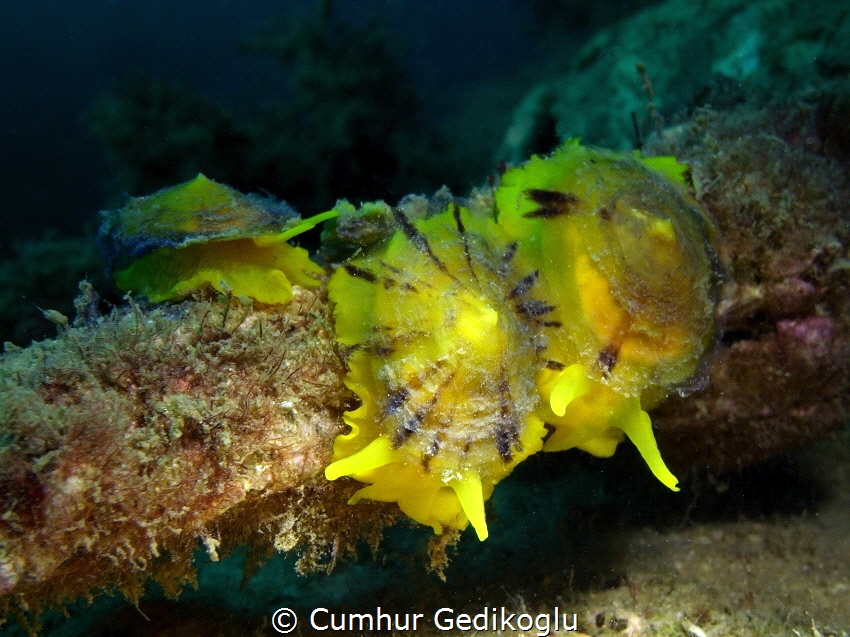 Tylodina perversa
Yellow Trio by Cumhur Gedikoglu 