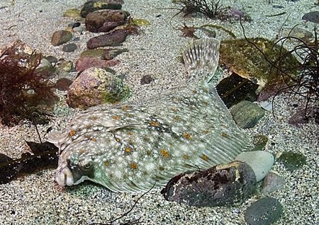 Plaice.
Pascal's Bay, Omey Island, Connemara.
D200, 20mm. by Mark Thomas 