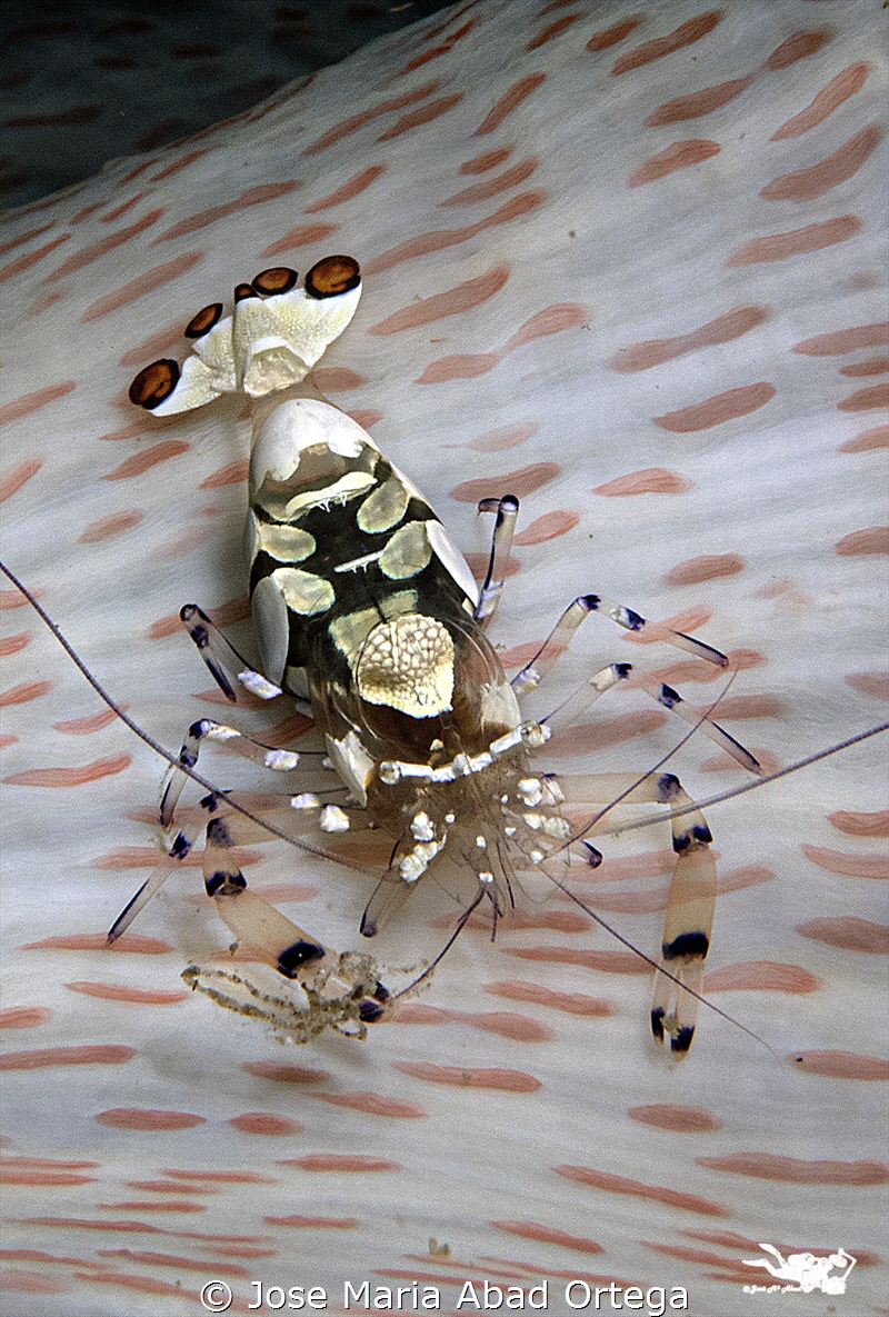 Anemone Shrimp (Periclimenes brevicarpalis) by Jose Maria Abad Ortega 