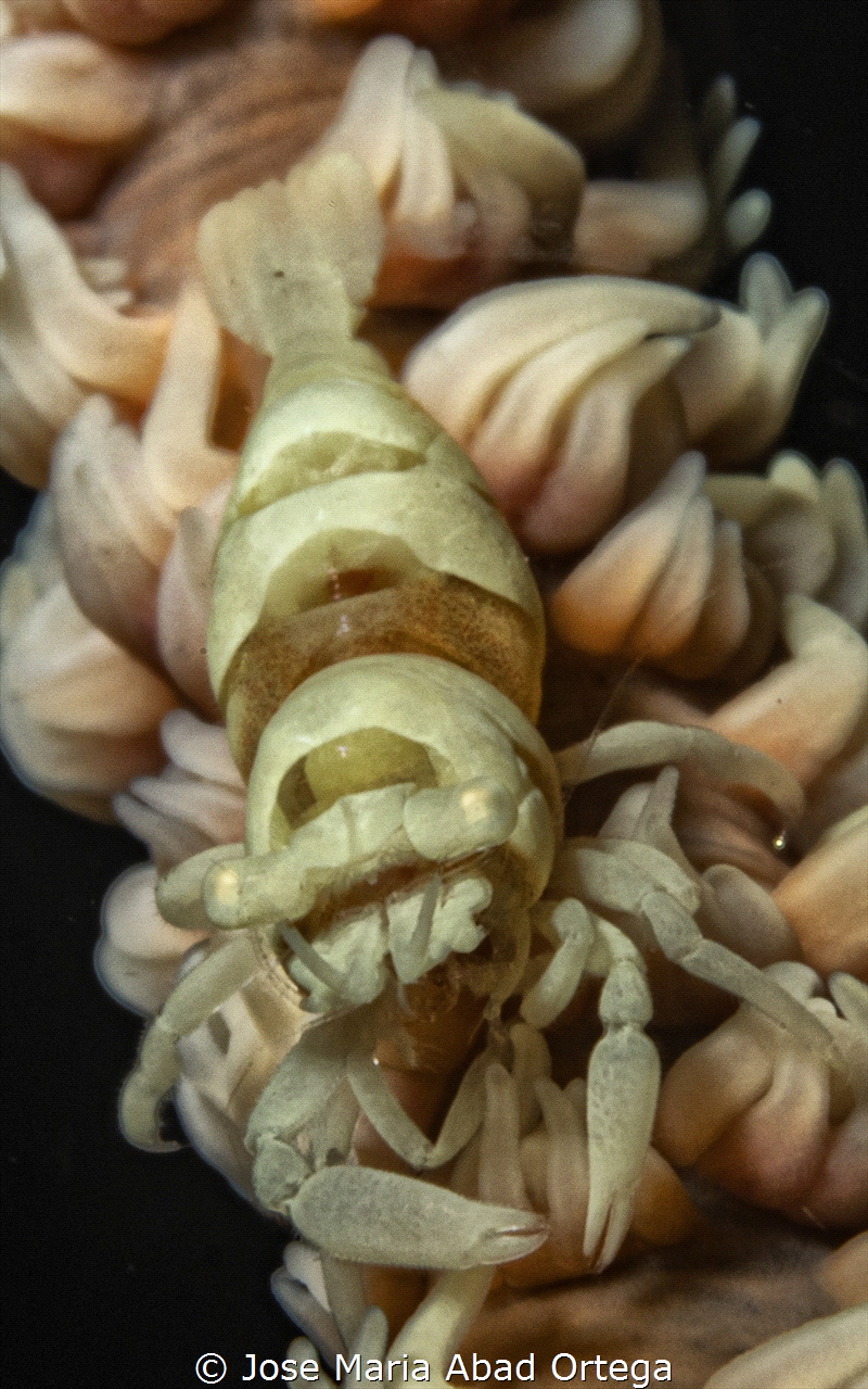 Pontonides unciger shrimp on whip coral by Jose Maria Abad Ortega 