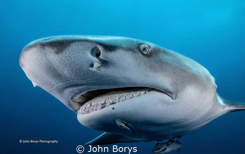 Lemon shark coming in to inspect me. Shot in Jupiter, FL ... by John Borys 