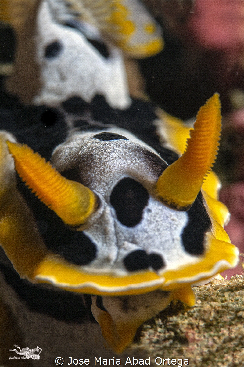 Chromodoris michaeli by Jose Maria Abad Ortega 