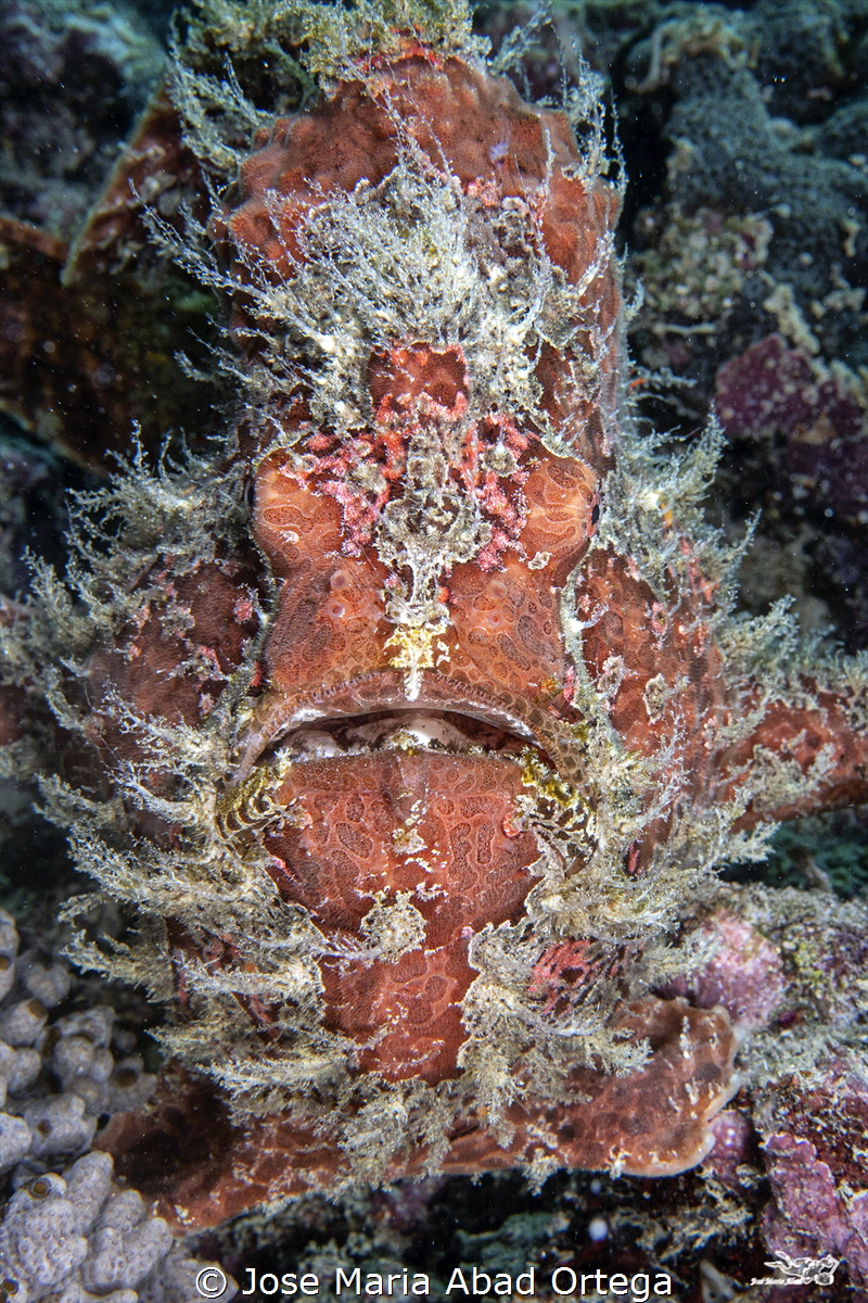 Hairy Frog fish variety by Jose Maria Abad Ortega 