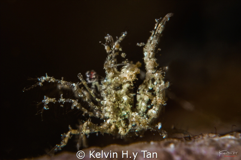 Inshore hairy shrimp by Kelvin H.y Tan 