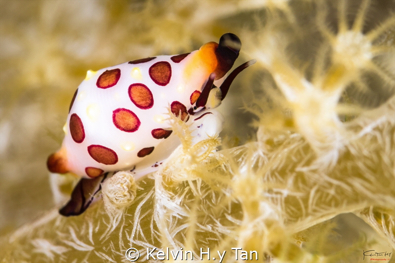 Egg cowrie by Kelvin H.y Tan 
