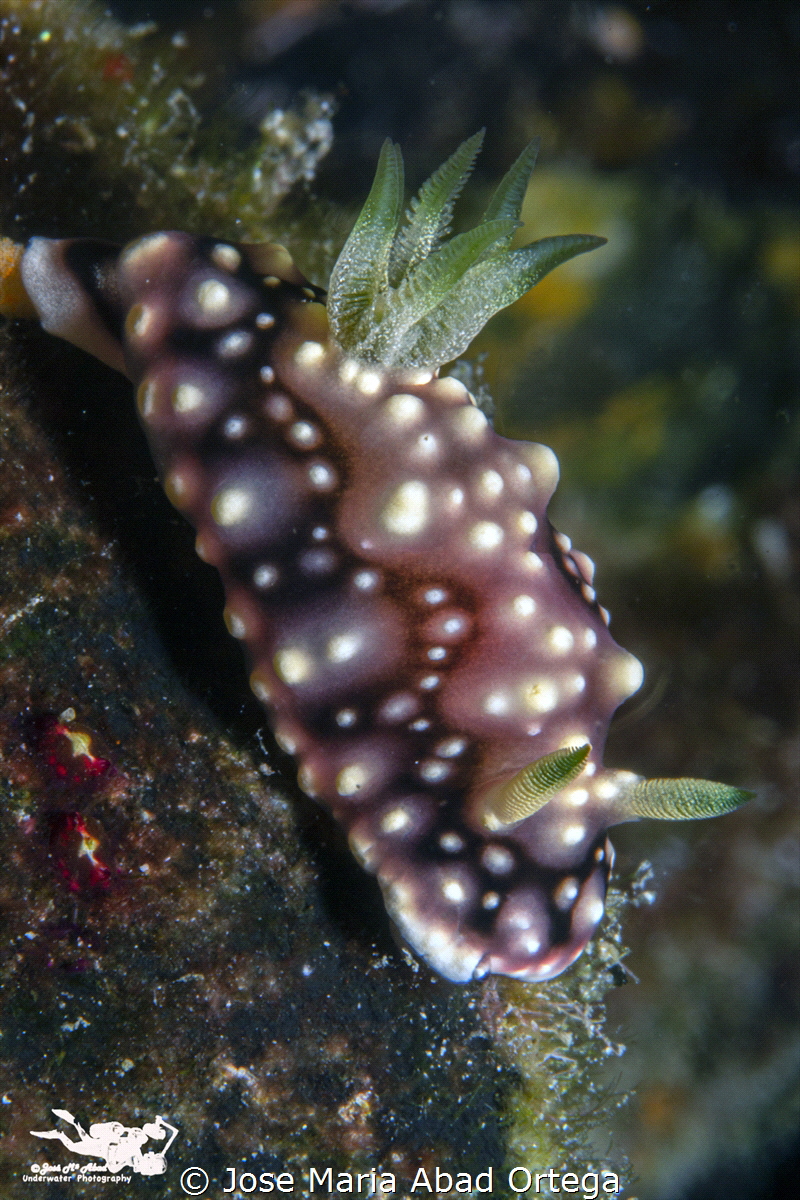 Goniobranchus geometricus by Jose Maria Abad Ortega 