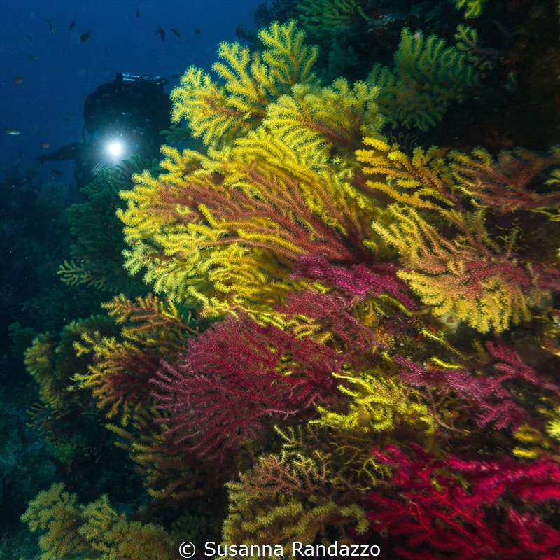 Gorgonians in Scilla_2021
(Canon 14mm,t1/125,f/5.6,iso400) by Susanna Randazzo 