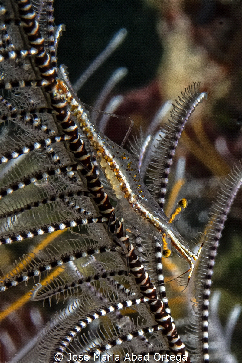 Pointed Snout Crinoid Shrimp with eggs - Brucecaris tenuis by Jose Maria Abad Ortega 