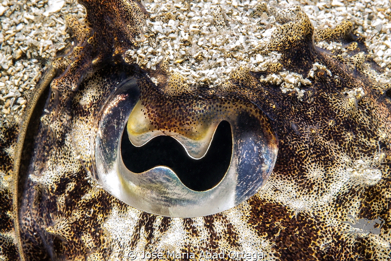 Sepia officinalis in sand. Eye detail by Jose Maria Abad Ortega 