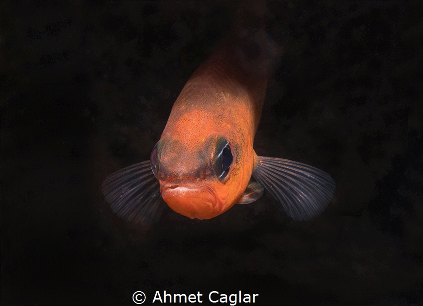 Beauty comes from dark. Bodrum Turkey. by Ahmet Caglar 
